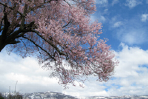 桜〈4月中旬～5月上旬〉